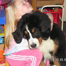Berner sennenhund Anton