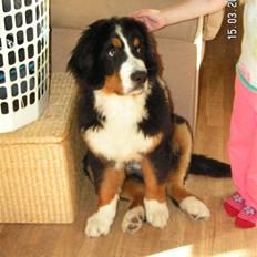 Berner sennenhund Anton