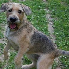 Blanding af racer Futte 