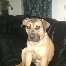 Boerboel anasha Laika