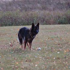 Schæferhund H.B.