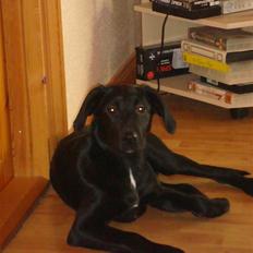 Labrador retriever Aggie