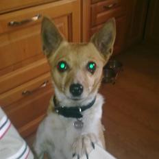 Blanding af racer Daisy