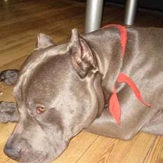 Amerikansk staffordshire terrier Bom Bom