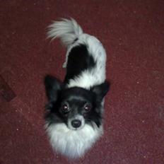 Blanding af racer Keld chihuahua/papillon