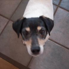 Dansk svensk gaardhund Vaks