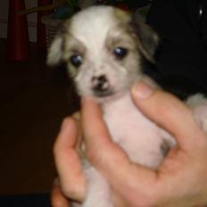 Chinese crested hårløs Gizmo