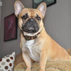 Fransk bulldog "ACE IN THE HOLE" ATHOS