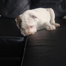 Amerikansk bulldog Uffe R.I.P.