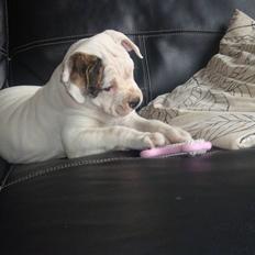 Amerikansk bulldog Uffe R.I.P.