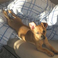 Blanding af racer Titi chihuahua/dværgpinsc