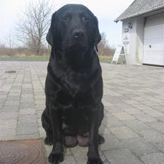 Labrador retriever Nanna