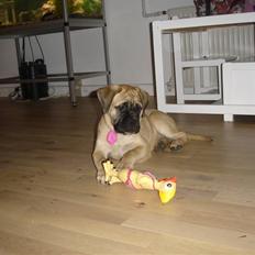 Bullmastiff Kahlua