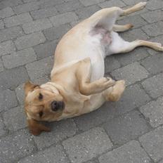 Labrador retriever Lilo