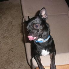 Blanding af racer Bella chihuahua/dværgpins