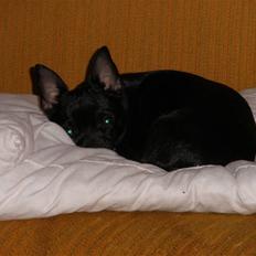 Blanding af racer Bella chihuahua/dværgpins