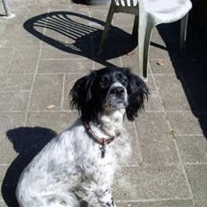 Engelsk springer spaniel Whinie