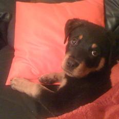 Rottweiler Simba R.I.P