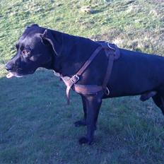 Blanding af racer Diago