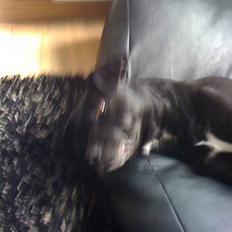 Blanding af racer Diago