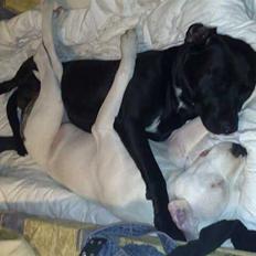 Blanding af racer Diago