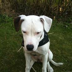 Amerikansk bulldog Zita