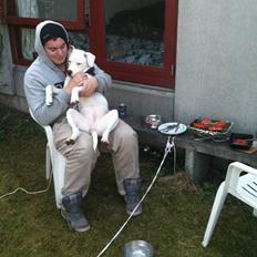 Amerikansk bulldog Zita