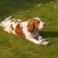 Blanding af racer Rumle