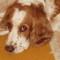 Blanding af racer Rumle