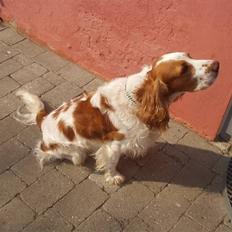 Blanding af racer Rumle