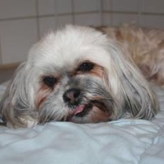 Lhasa apso '~'Emmi'~' 4 år