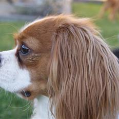 Cavalier king charles spaniel Frølundens Miss Perle.