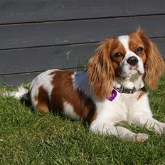 Cavalier king charles spaniel Frølundens Miss Perle.
