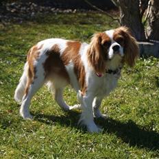 Cavalier king charles spaniel Frølundens Miss Perle.