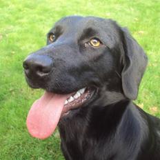 Labrador retriever bonnie (formel 1) Rip:(