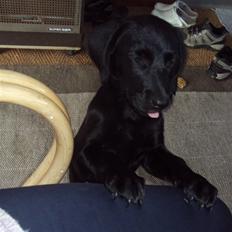 Labrador retriever bonnie (formel 1) Rip:(