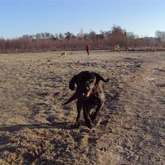Labrador retriever bonnie (formel 1) Rip:(