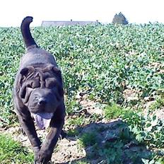 Shar pei China House Amanda Mae