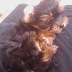 Yorkshire terrier Preben