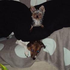 Yorkshire terrier Preben