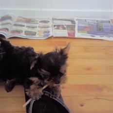 Yorkshire terrier Preben
