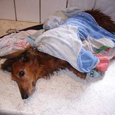 Gravhund Pongo R.I.P.
