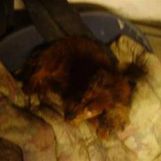 Gravhund Pongo R.I.P.