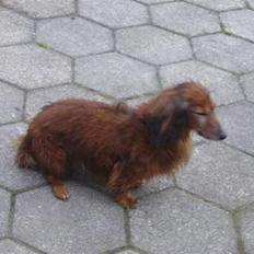 Gravhund Pongo R.I.P.