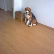 Beagle Balou