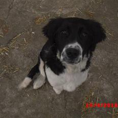 Blanding af racer Basse<3