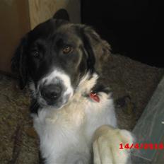 Blanding af racer Basse<3