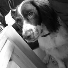 Engelsk springer spaniel gunner