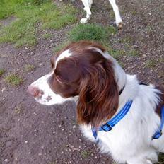 Engelsk springer spaniel gunner