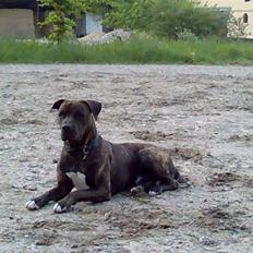 Amerikansk bulldog Jako